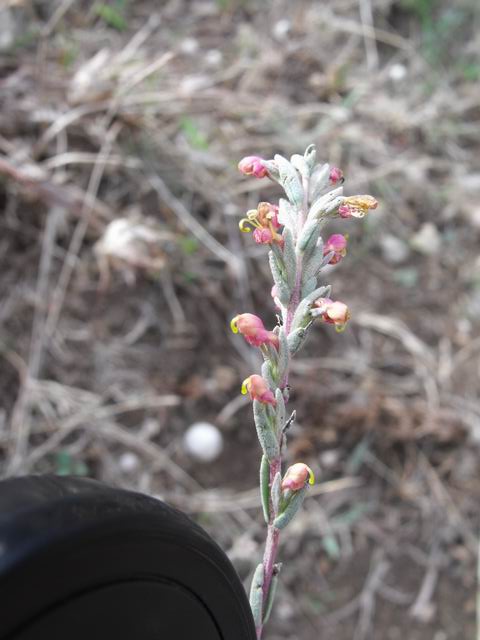 Odontites rigidifolius / Perlina siciliana